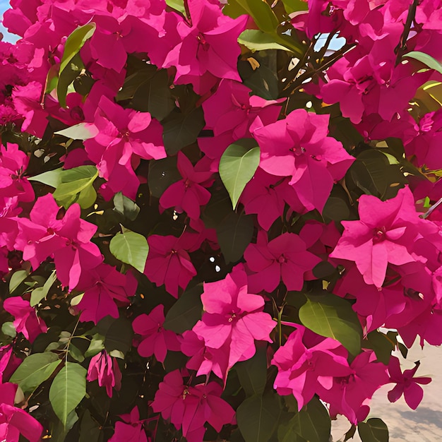 um arbusto com flores cor-de-rosa que dizem bougainvillea