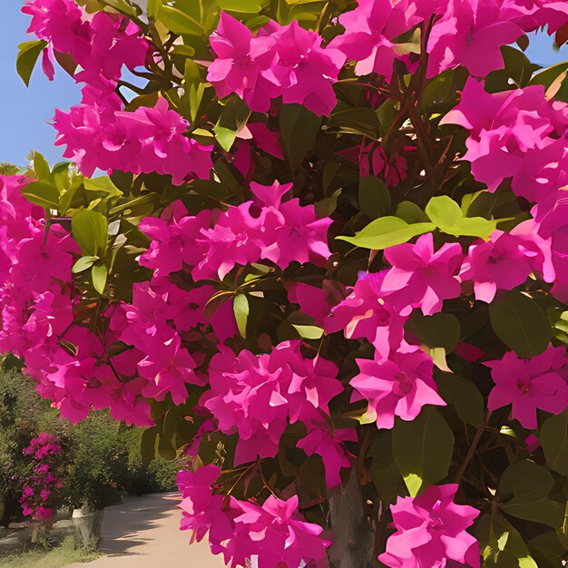 um arbusto com flores cor-de-rosa que dizem estrela nele