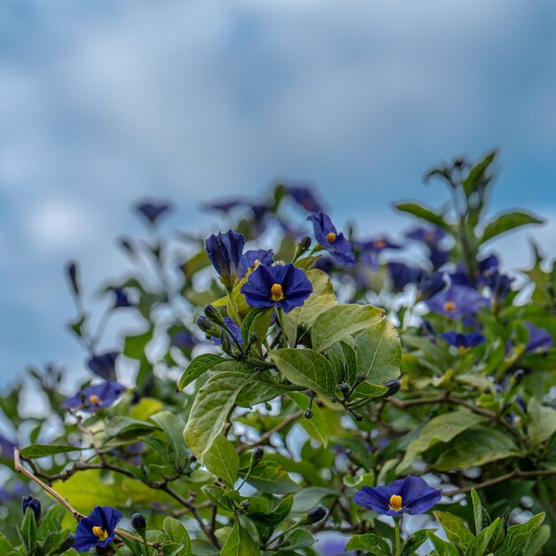 Foto um arbusto com flores roxas e folhas verdes com a palavra 