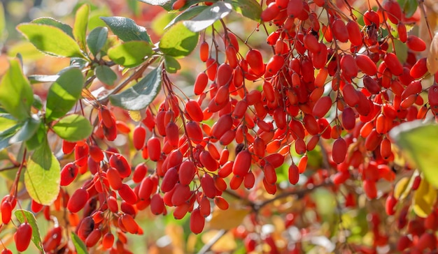 Um arbusto de bérberis no verão com bagas vermelhas Cachos de pincéis com folhas verdes