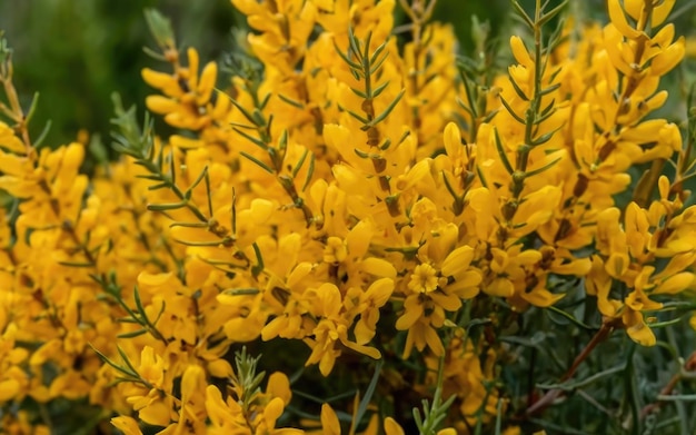 Foto um arbusto de cores lindas em plena floração