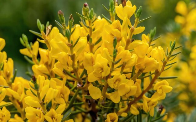 Foto um arbusto de cores lindas em plena floração