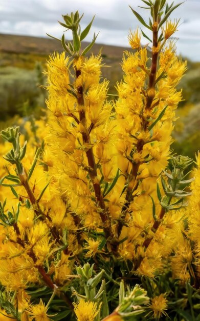 Foto um arbusto de cores lindas em plena floração