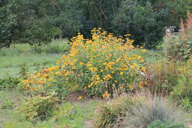 Um arbusto de flores amarelas ardentes agradando aos olhos e sorrindo para o sol