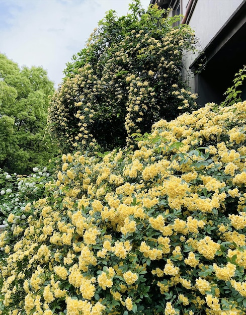 Um arbusto de flores amarelas está coberto de folhas verdes e tem a palavra "amarelo" nele.