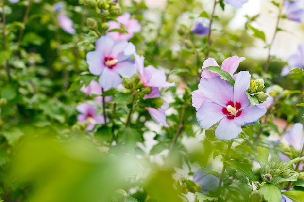 Um arbusto de flores cor-de-rosa bonitas. Fundo da natureza.