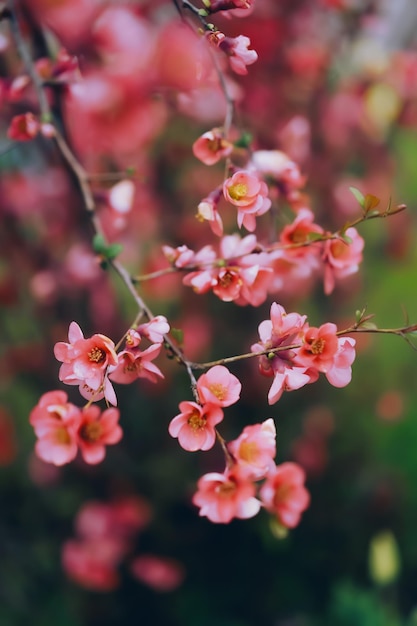 Um arbusto de flores cor de rosa com a palavra "on it"