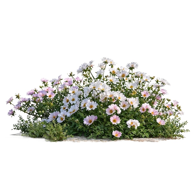 Um arbusto de flores de margarida brancas e cor-de-rosa no jardim