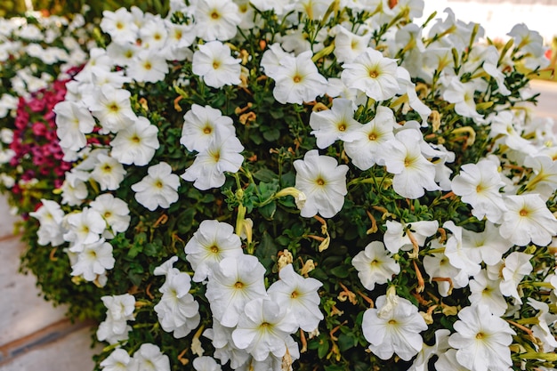 Um arbusto de flores de petúnia desabrochando para o fundo