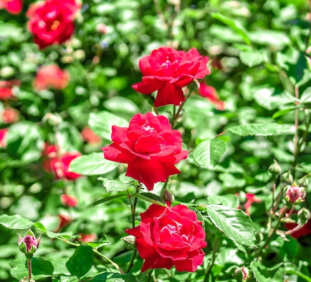 Foto um arbusto de flores de rosa em um parque na primavera