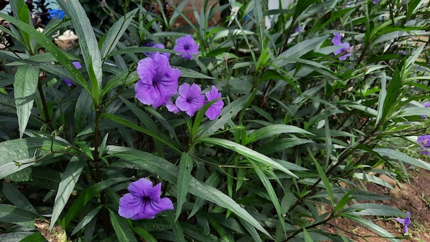 Um arbusto de flores roxas com flores desabrochando e lindas 03