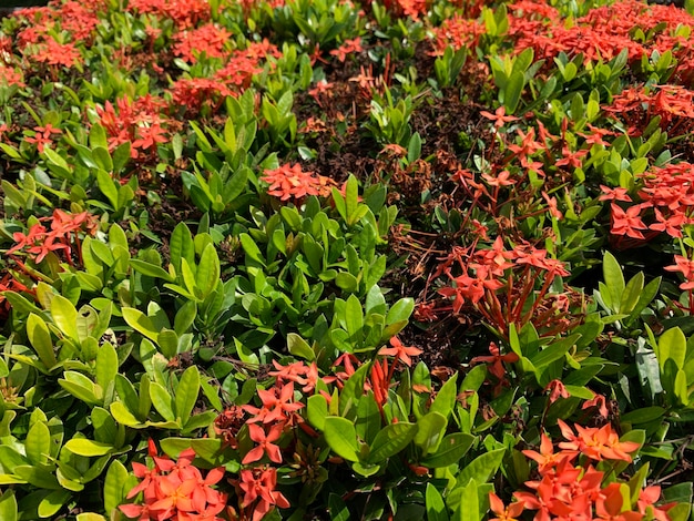 Um arbusto de flores vermelhas com folhas verdes e a palavra "fogo" nele.