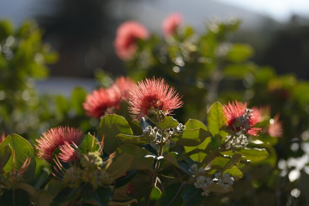 Um arbusto de flores vermelhas com uma montanha ao fundo