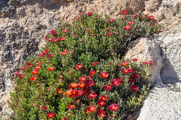 Um arbusto de florescência subdimensionado Delosperma com flores vermelhas crescendo contra um penhasco