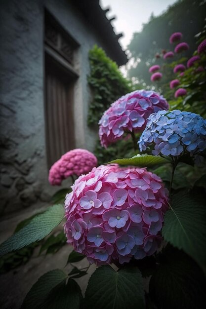 Foto um arbusto de hortênsia rosa e azul na frente de uma casa