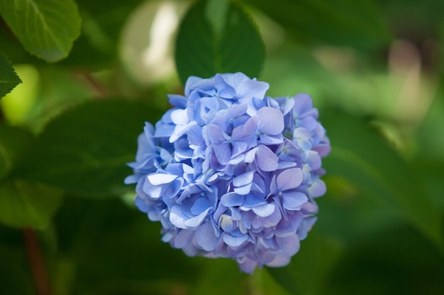 Um arbusto de hortênsias lindo fundo floral