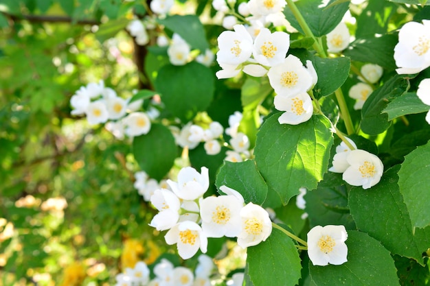 Foto um arbusto de jasmim com flores brancas isolado papel de parede