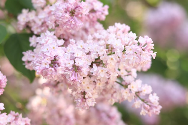 Um arbusto de lila em flor com uma florzinha macia Um galho de lila enchendo de flores em close-up