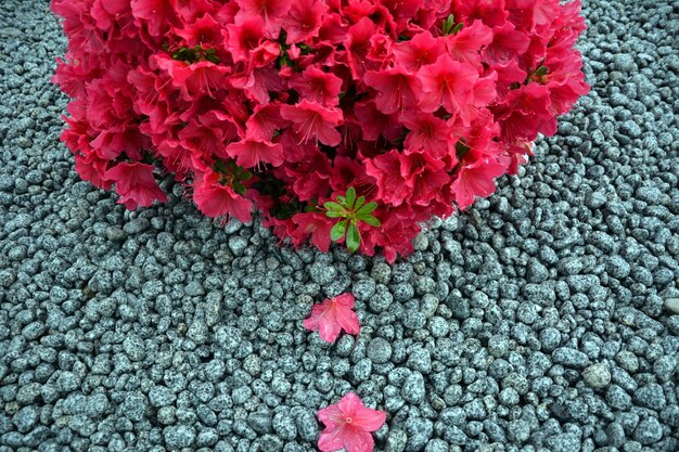 Um arbusto de lindas flores vermelhas de azaleia no jardim em seixos no jardim como exemplo