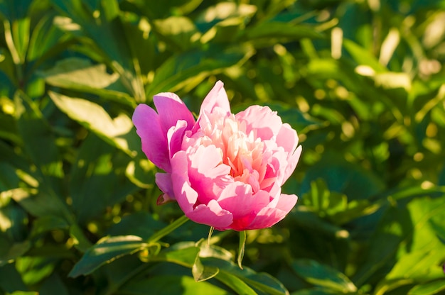 Um arbusto de peônias rosa contra a folhagem