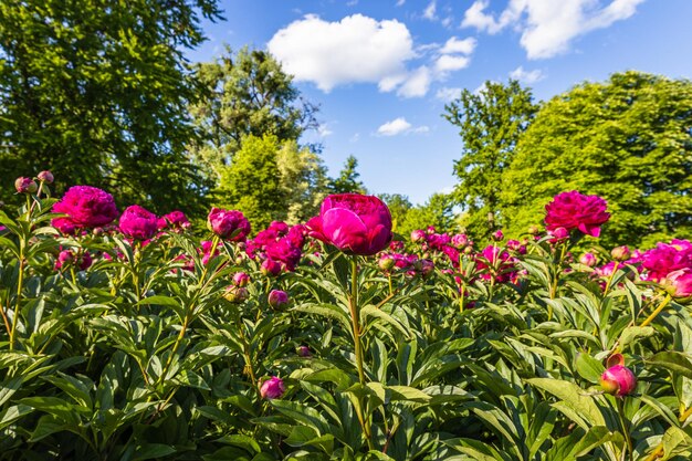 Um arbusto de peônias rosa vermelhas floresce no jardim Paeonia suffruticosa