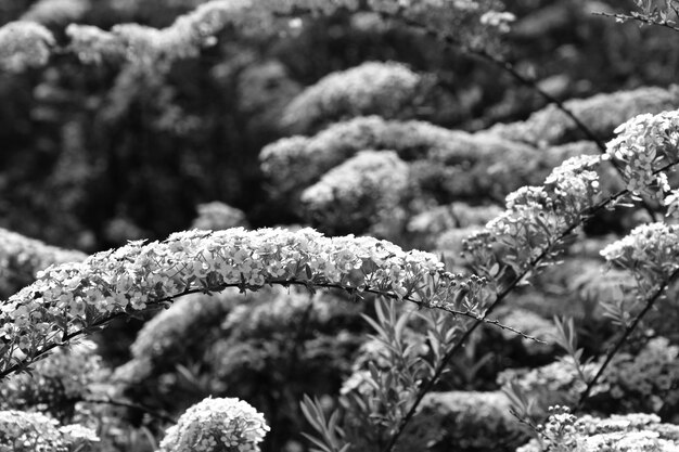 Foto um arbusto de primavera com pequenas flores brancas delicadas