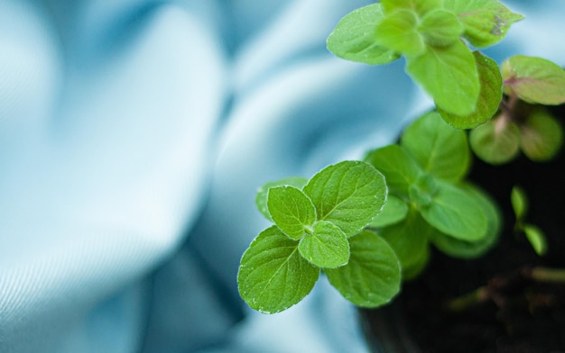 um arbusto de raminhos aromáticos suculentos frescos de folhas de hortelã verde em um vaso de flores sobre fundo azul