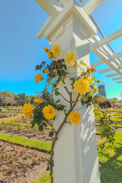 Foto um arbusto de rosas amarelas está pendurado de um poste branco el rosedal