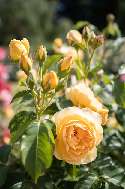 Um arbusto de rosas amarelas