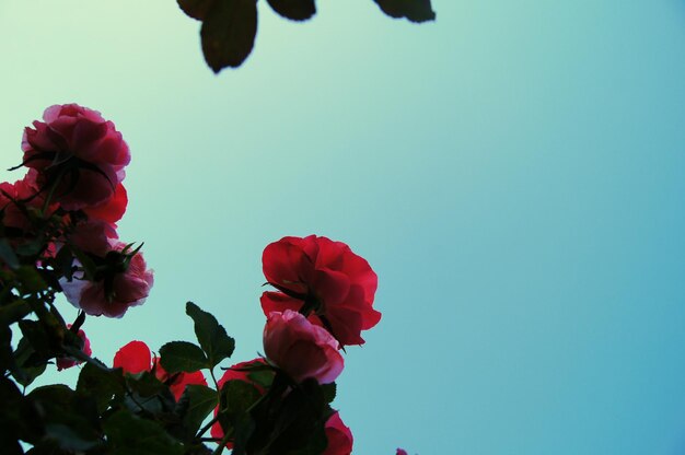 Um arbusto de rosas em flor contra o céu