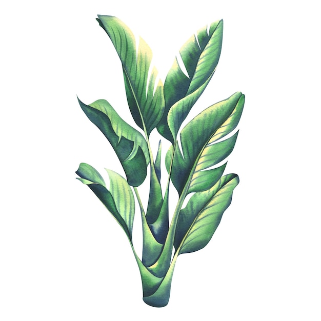 Um arbusto de strelitzia em ilustração de aquarela estilo cartoon Um objeto isolado da coleção SURFING Para decoração e design de interiores e praias de ilhas tropicais