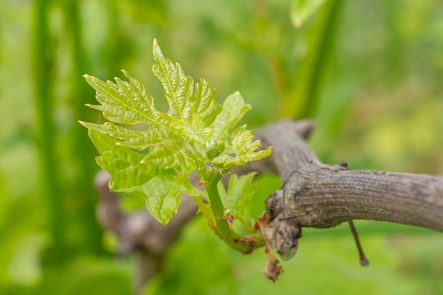 Foto um arbusto de uvas e folhas no jardim