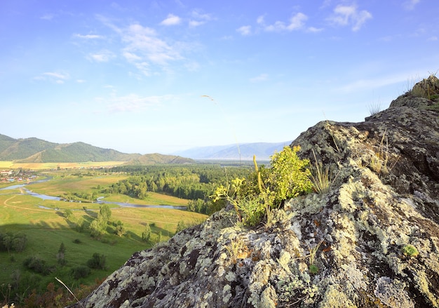 Um arbusto florido nas rochas acima do vale de Katun, sob um céu azul nublado nas montanhas Altai. Sibéria, Rússia