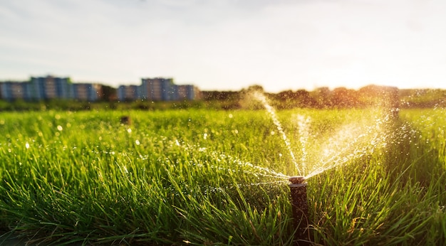 Um aspersor borrifa água no gramado ao pôr do sol contra a cidade. Rega automática de relva