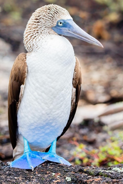 Um atobá de patas azuis, Sula nebouxii, Galápagos