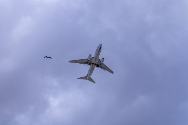 Um avião e uma gaivota voam juntos