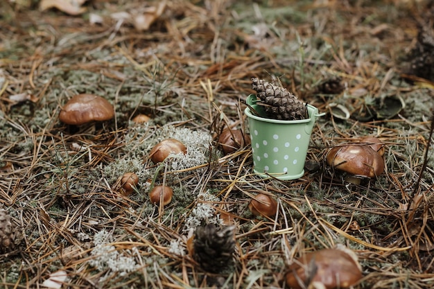 Um balde na floresta em musgo entre cogumelos o conceito de proteção da natureza