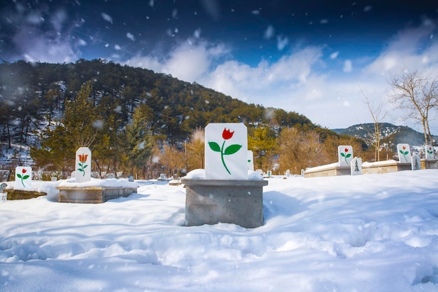 Foto um banco coberto de neve com uma flor nele