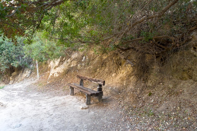 Um banco de madeira na floresta perto das árvores