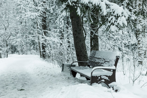 Um banco em um bosque nevado.