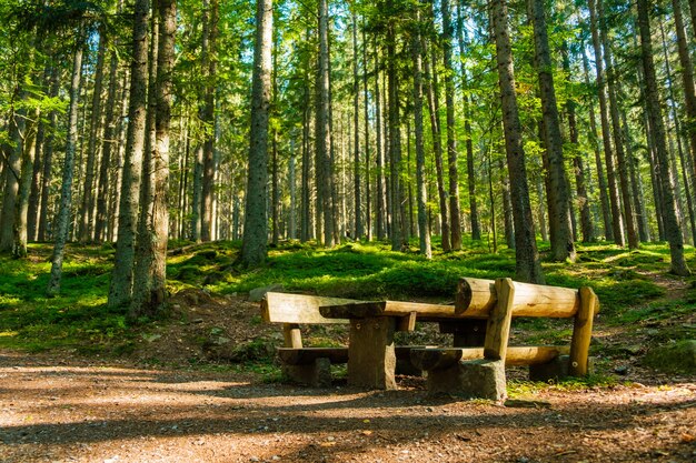 Um banco para descanso em uma floresta de coníferas e terreno coberto de musgo