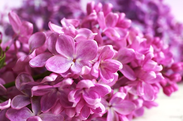 Um bando de belas flores lilás em close-up