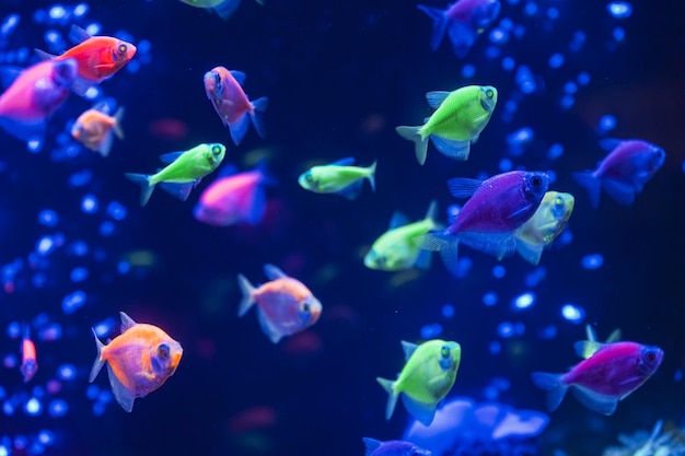 Um bando de belos peixes brilhantes de néon em um aquário escuro com luz de néon glofish tetra fundo desfocado foco seletivo vida subaquática