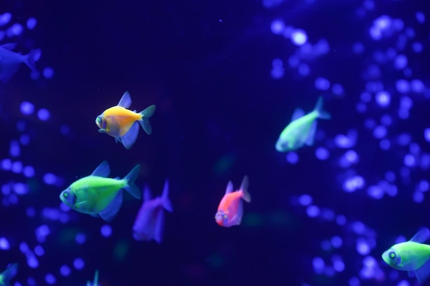 Um bando de belos peixes brilhantes de néon em um aquário escuro com luz de néon Glofish tetra Fundo desfocado Foco seletivo Vida subaquática