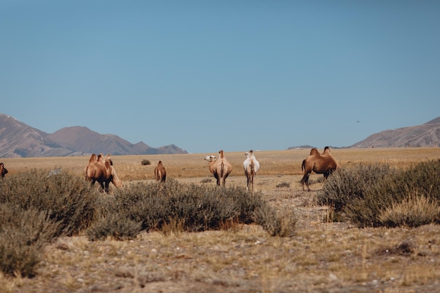 Um bando de camelos jubarte pasta em uma clareira gramada no contexto de uma paisagem natural de montanha sob um céu azul claro sem nuvens