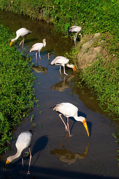 Um bando de cegonha de leite está caçando em um lago. à procura de peixe