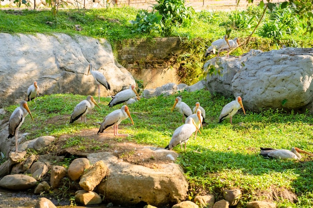 Um bando de cegonhas de leite senta-se em um gramado verde em um parque