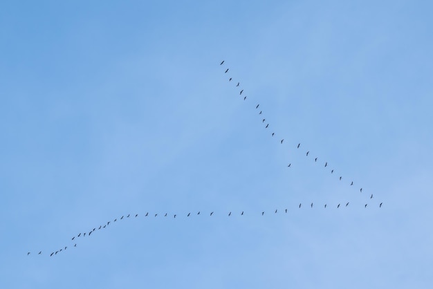 Foto um bando de cegonhas voando alto no céu cegonhas voam para países quentes para o inverno