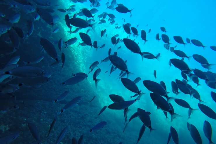 Um bando de Chubs das Bermudas nadando sob a água no mar perto de um recife de coral Foto subaquática
