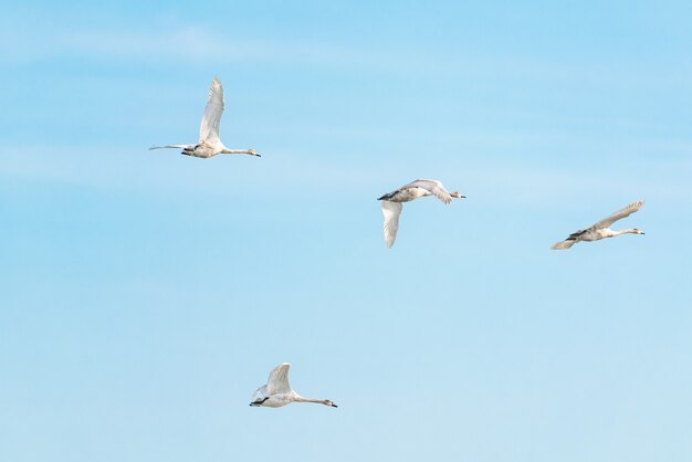 Um bando de cisnes em voo